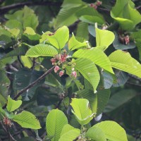 Dipterocarpus zeylanicus Thwaites